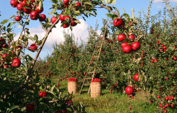 Fruittuin van West